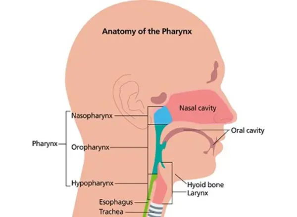 Pharynx