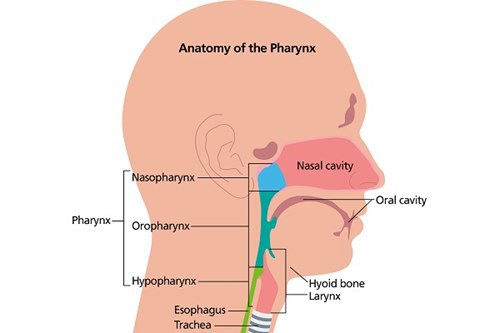 A diagram showing the anatomy of the Pharynx. This includes the pharynx, which is made up of the nasopharynx, the oropharynx and the hypopharynx. It also show the oesophagus, the trachea, the hyoid bone, the larynx, the oral cavity and the nasal cavity.