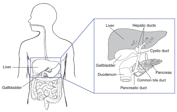 A drawing of the biliary system, with the liver, gallbladder, duodenum, pancreatic duct, common bile duct, pancreas, cystic duct, and hepatic ducts labelled.