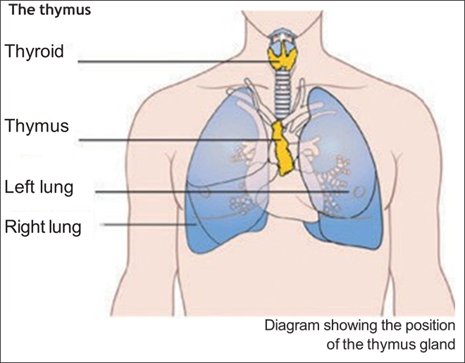 A drawing of the thymus showing the position of the thymus gland, with the thyroid, thymus, left lung and right lung labelled.
