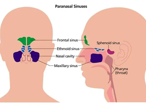 Paranasal Sinuses