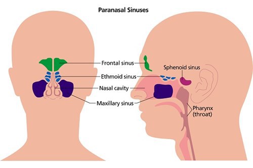 This is a diagram showing the Paranasal Sinuses, shown from the front and from the side. This includes the frontal sinus, the ethmoid sinus, the nasal cavity, the maxillary sinus, the sphenoid sinus and the pharynx or throat.