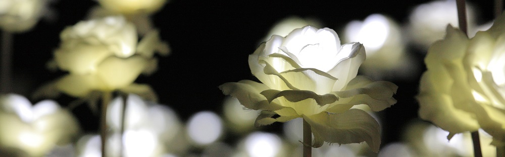 A photo of light-up roses.