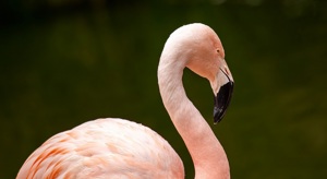 A photo of a flamingo looking away from the camera.