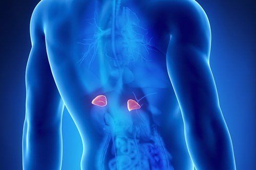 Adrenal Glands