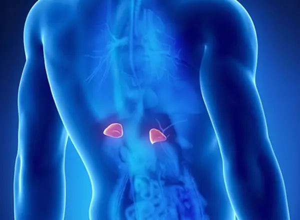 Adrenal Glands
