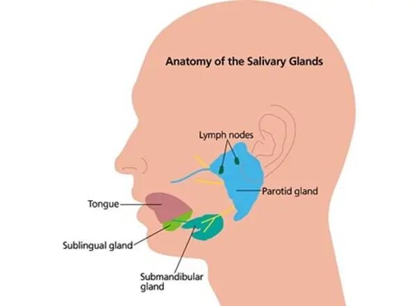 Salivary Glands