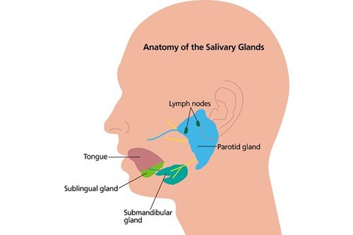 This is a diagram showing the anatomy of the salivary glands. It includes the lymph nodes, the parotid gland, the tongue, the sublingual gland and the submandibular gland.
