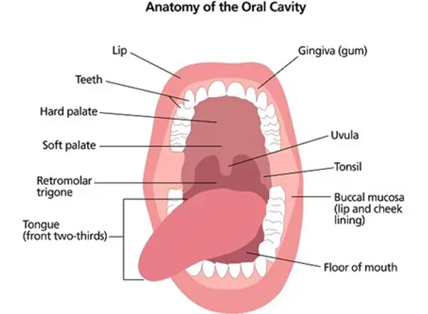 Oral Cavity