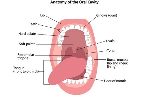 A diagram showing the anatomy of the oral cavity. This includes the lip, the teeth, the hard palate, the soft palate, the retromolar trigone, the front two-thirds of the tongue, the gingiva or gum, the uvula, the tonsil, the buccal mucosa or lip and cheek lining and the floor of the mouth.