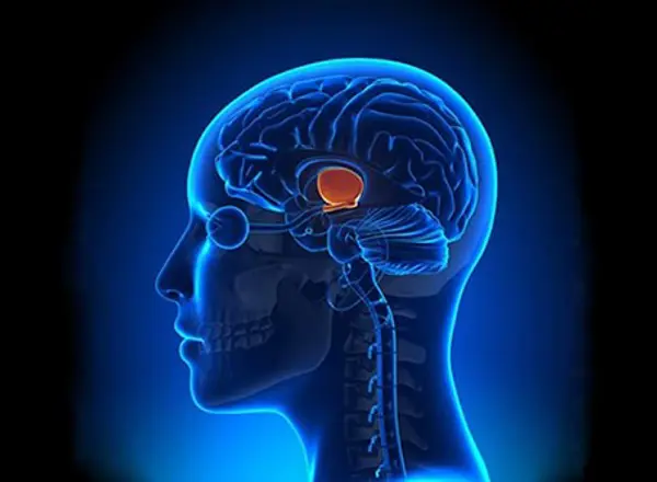 Pituitary Gland
