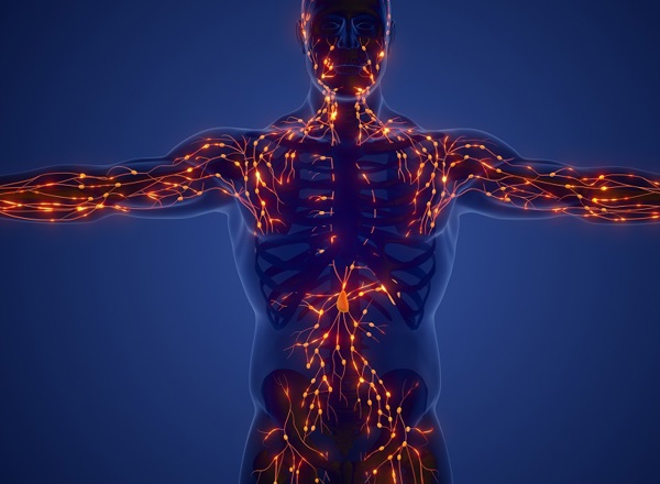 A graphic representing the lymphatic system of the body.