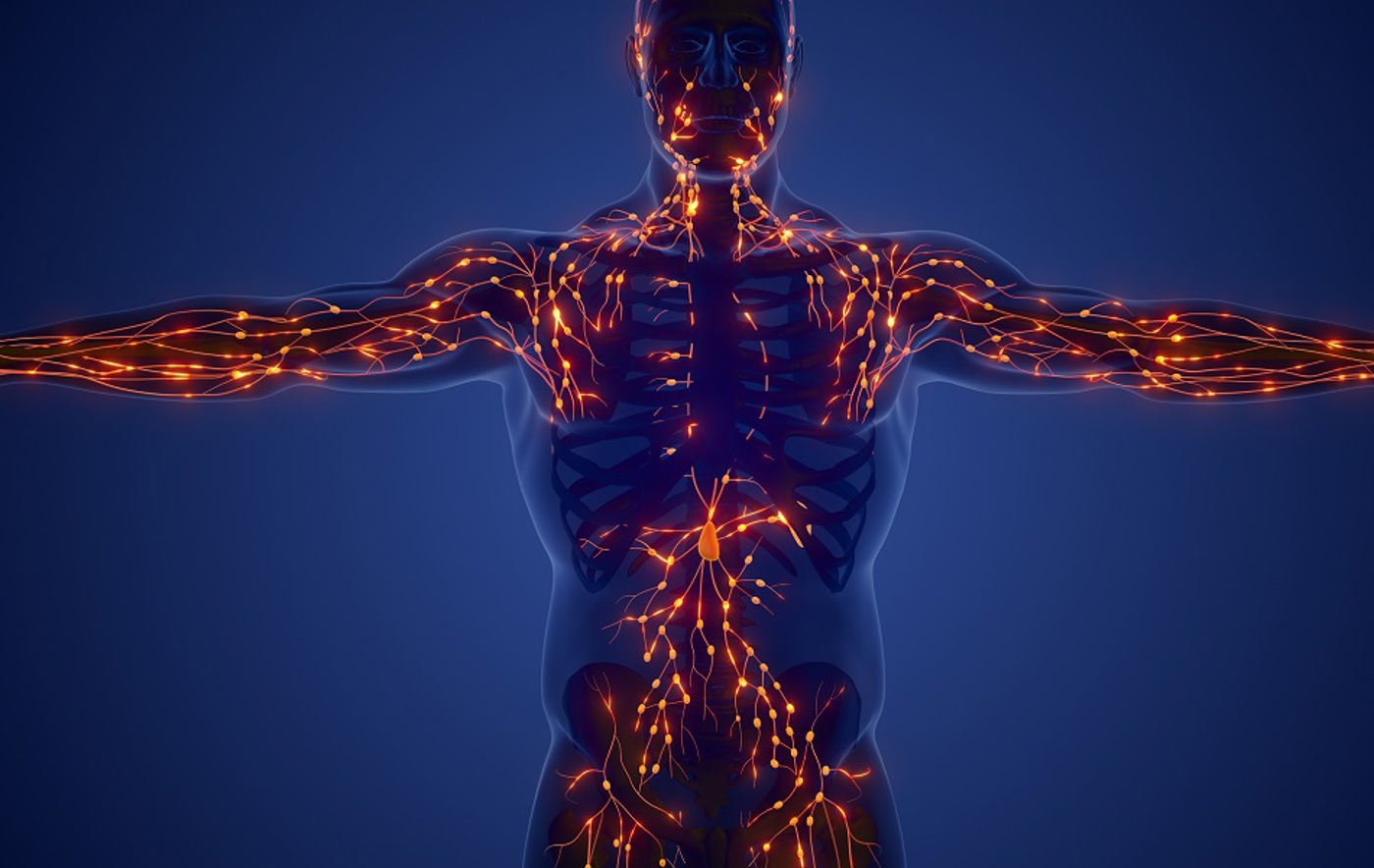 A graphic representing the lymphatic system of the body.